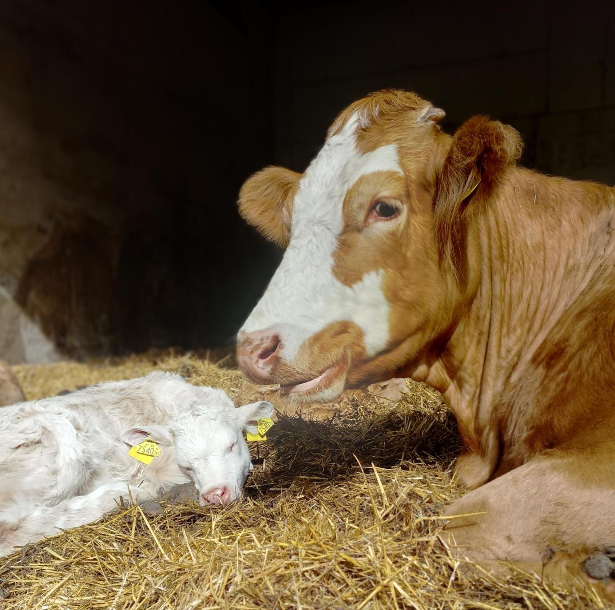 Steurer Hof Lägenhet Liebenfels Exteriör bild