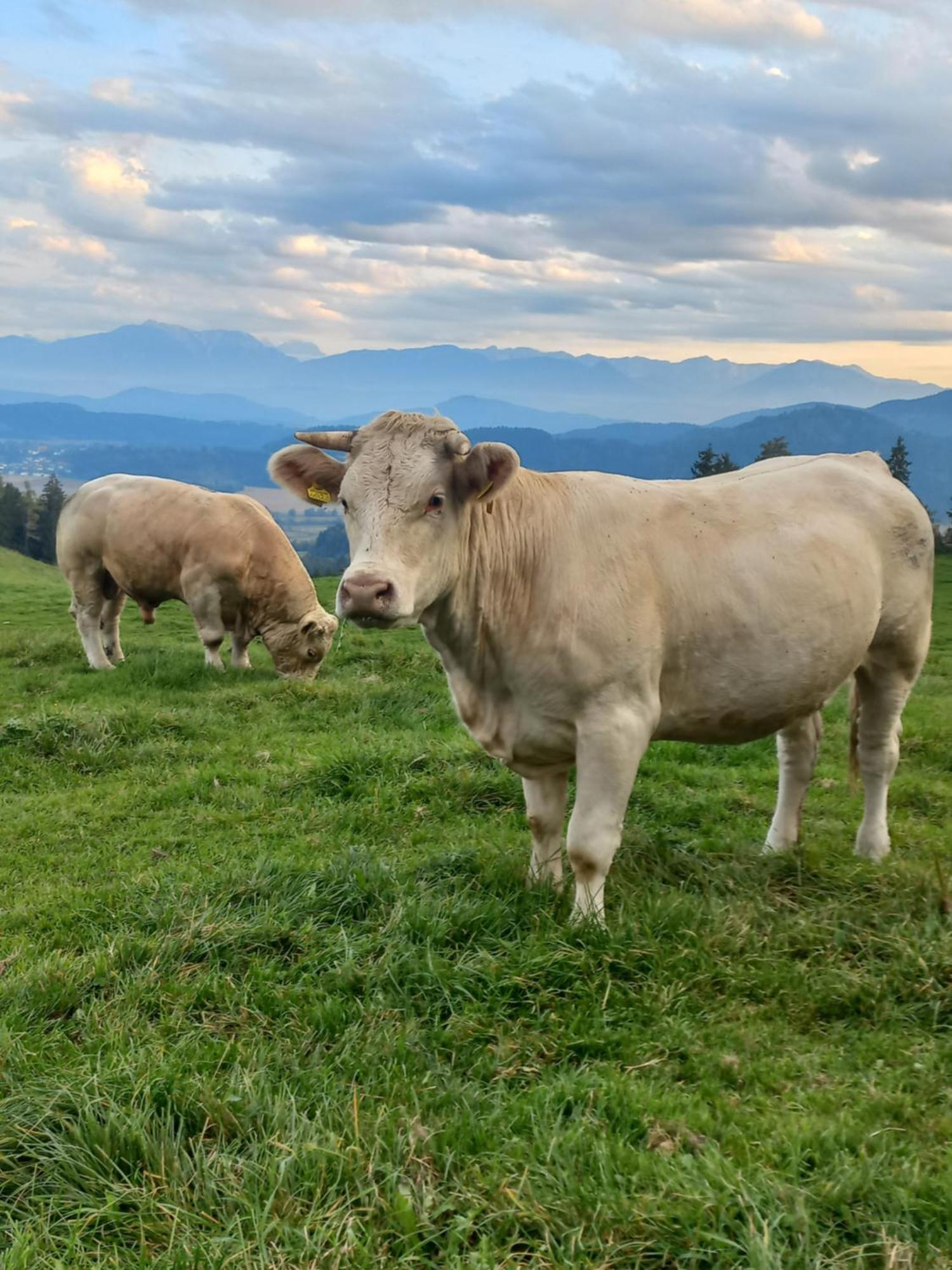 Steurer Hof Lägenhet Liebenfels Exteriör bild