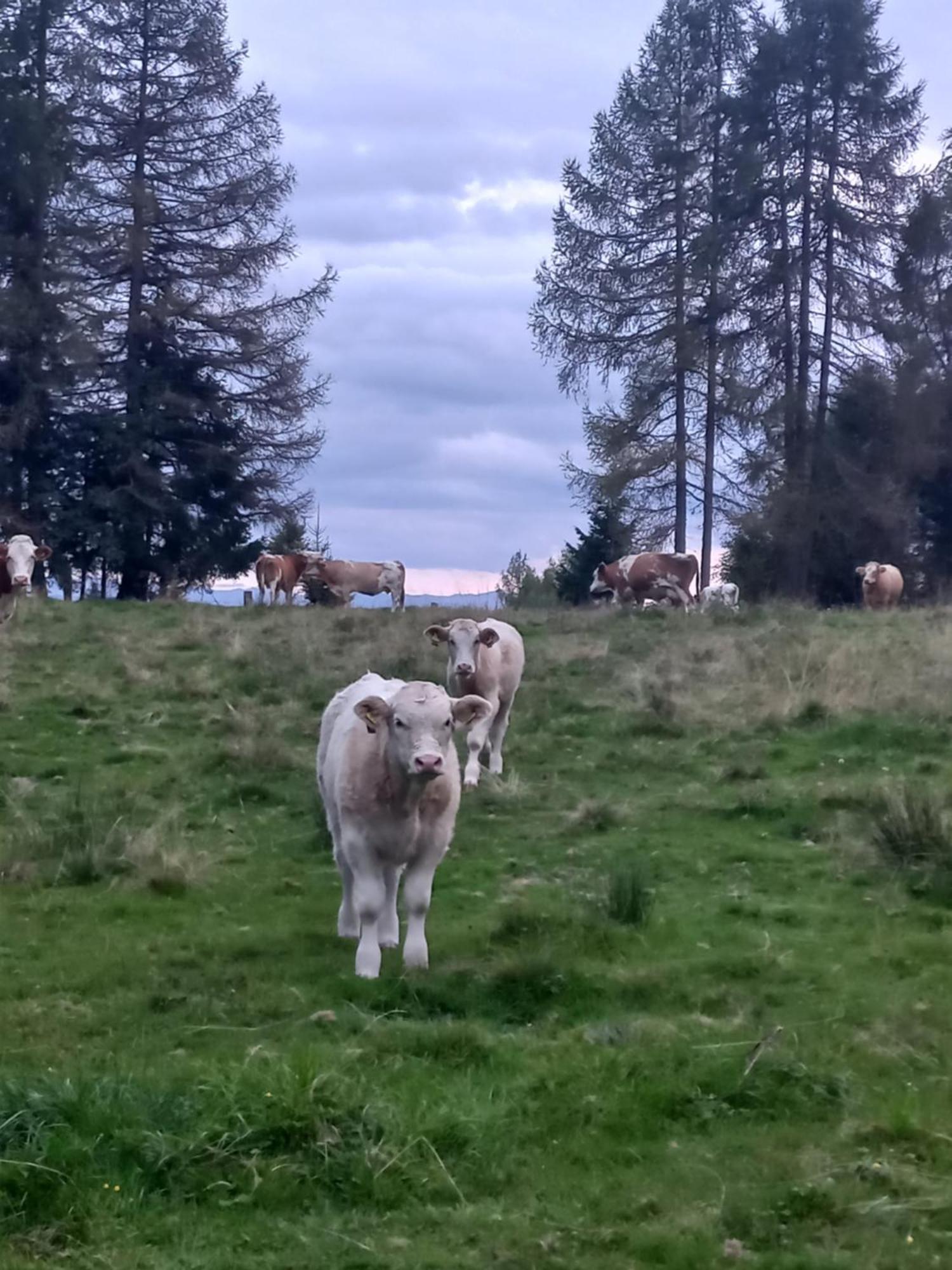 Steurer Hof Lägenhet Liebenfels Exteriör bild